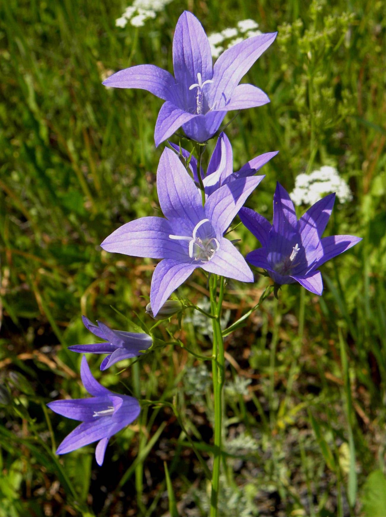Campanula patula / Campanula bienne